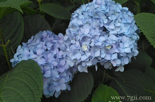 绣球花种子怎么种？别急，看好时间再播种，不然种子发不了芽！