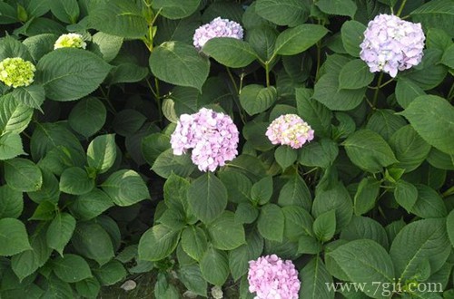 绣球花种子怎么种？别急，看好时间再播种，不然种子发不了芽！