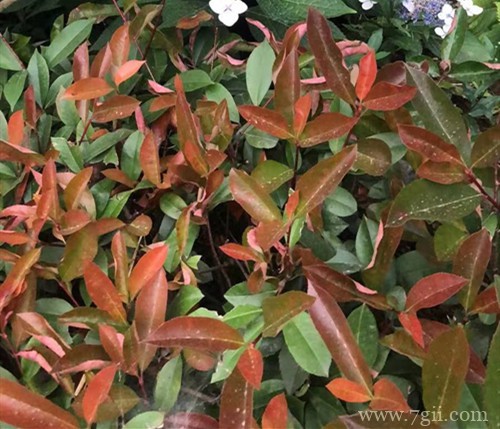 桂花树叶子总是蔫蔫的，不知道怎么了？