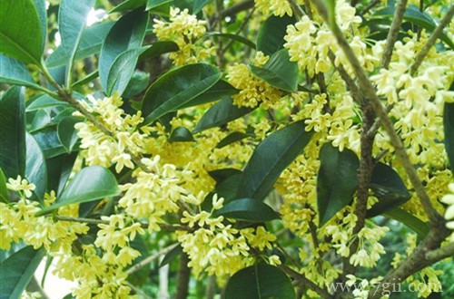 桂花树叶子总是蔫蔫的，不知道怎么了？