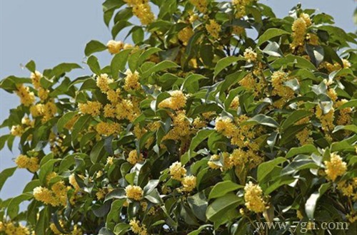 桂花树叶子总是蔫蔫的，不知道怎么了？