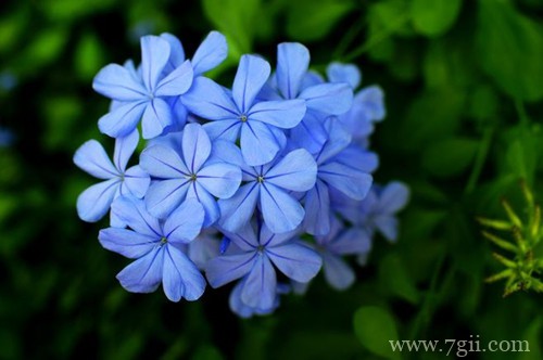 给大家介绍一种开蓝色花的植物 七彩仙子