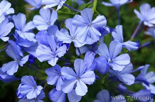 蓝雪花的花期是什么时候？不开花怎么办？