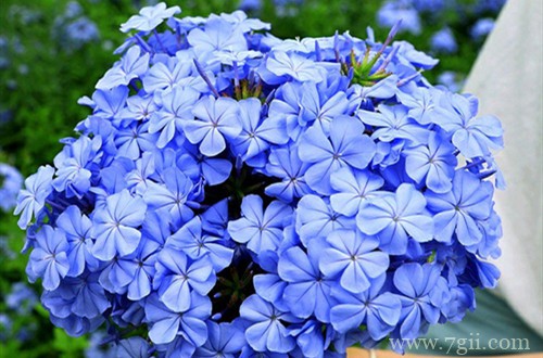 蓝雪花的花期是什么时候？不开花怎么办？