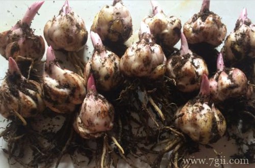 百合花开花后种球别扔了，只要保存好，还是可以开花的。