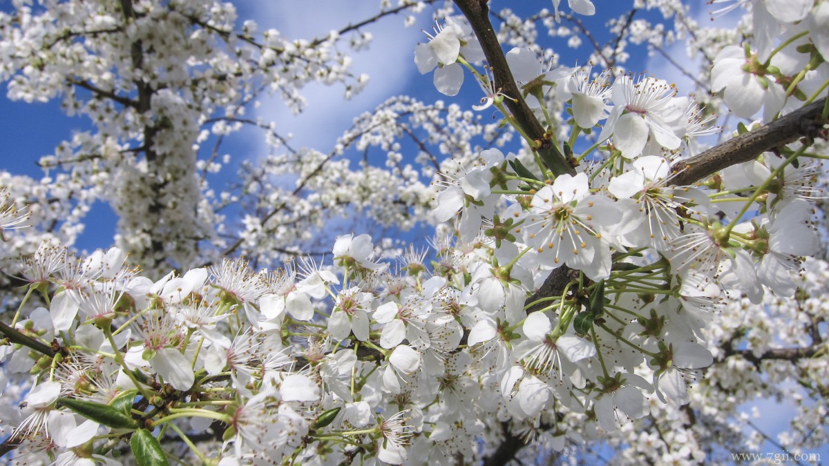 高清白色樱花图片