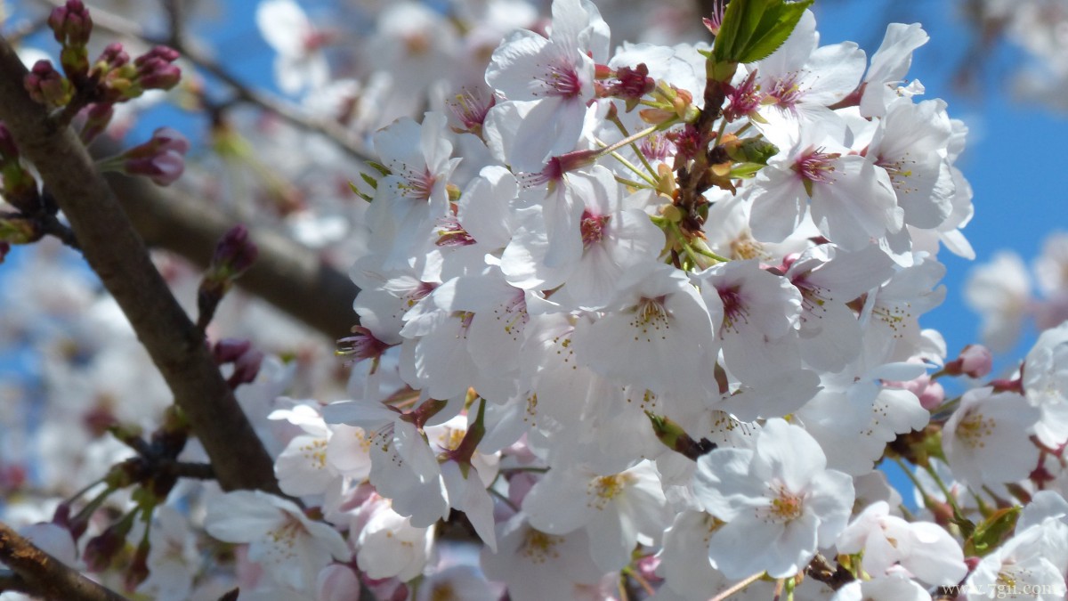 高清白色樱花图片