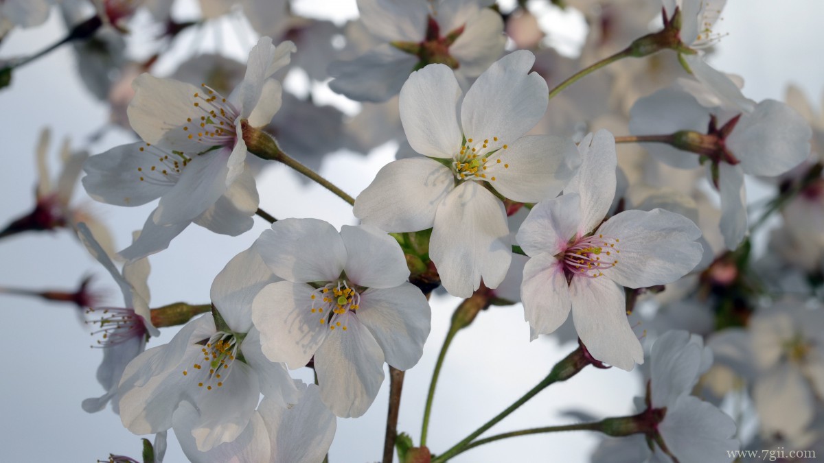高清白色樱花图片