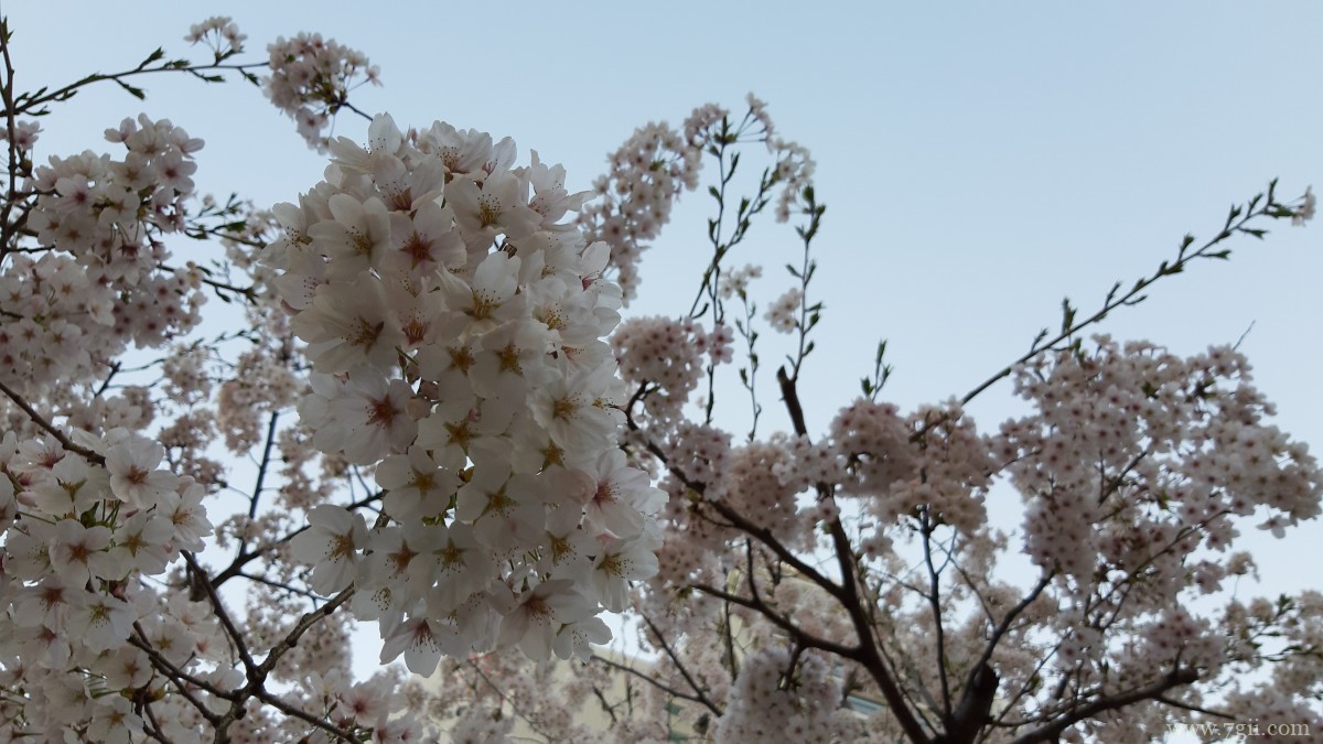 高清白色樱花图片