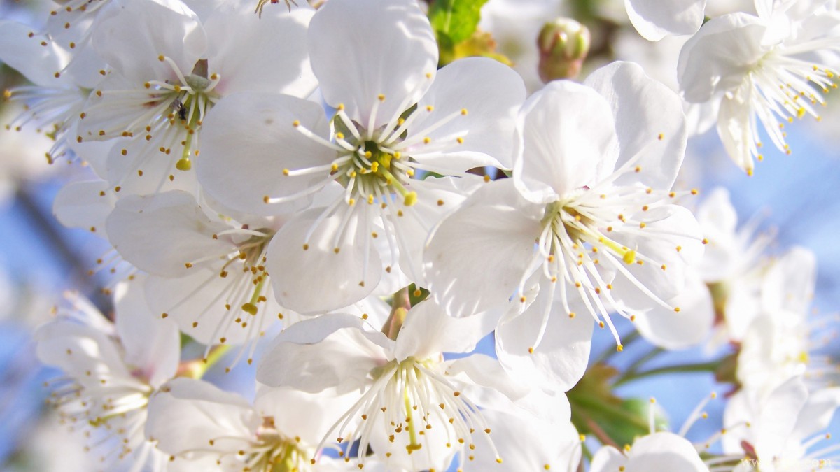 高清白色樱花图片
