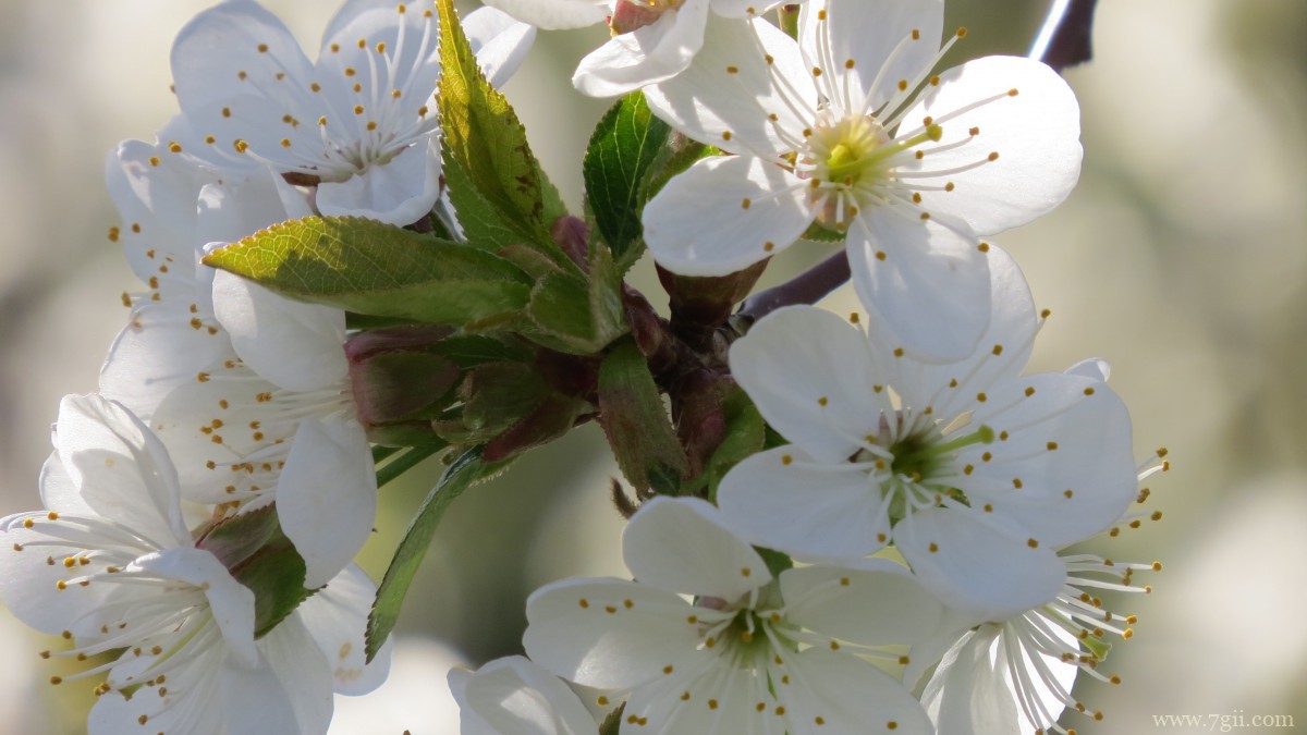 高清白色樱花图片