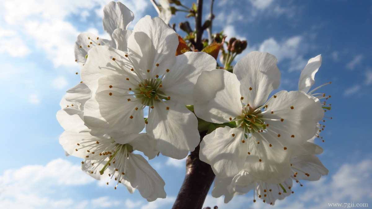 高清白色樱花图片