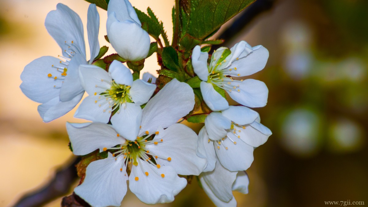 高清白色樱花图片