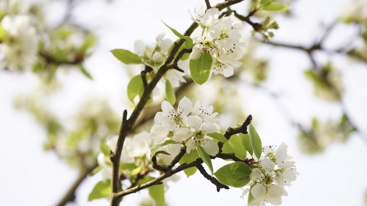 高清白色樱花图片