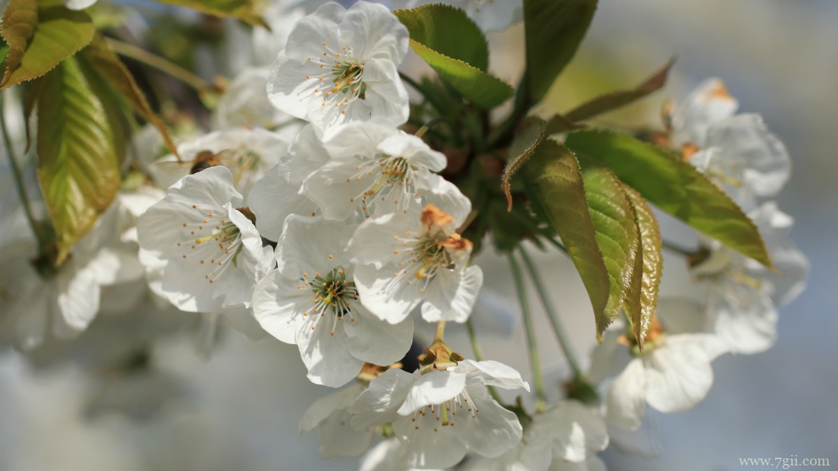 高清白色樱花图片