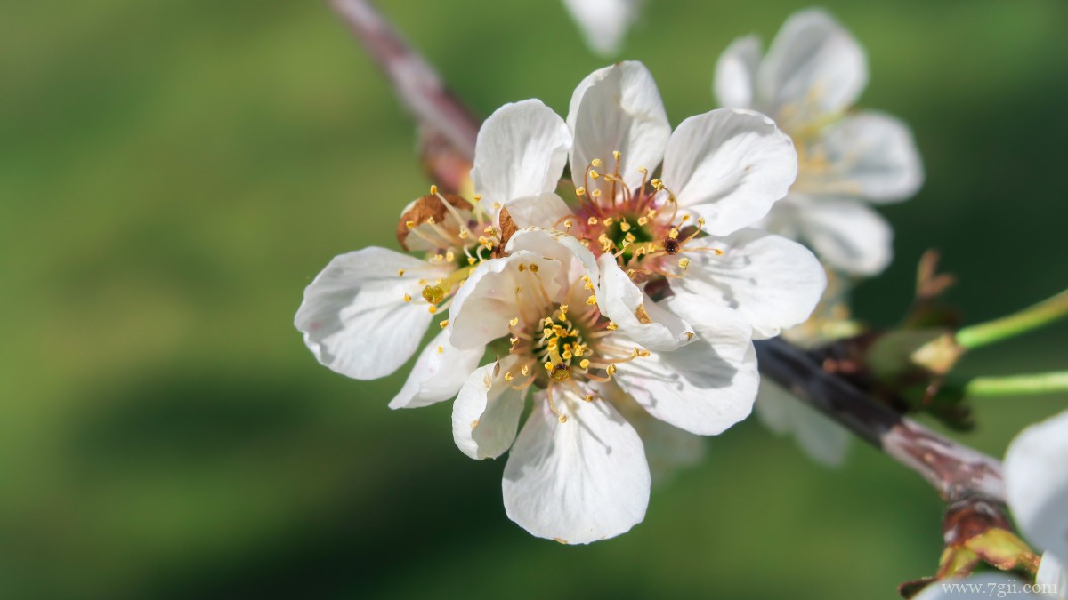 高清白色樱花图片