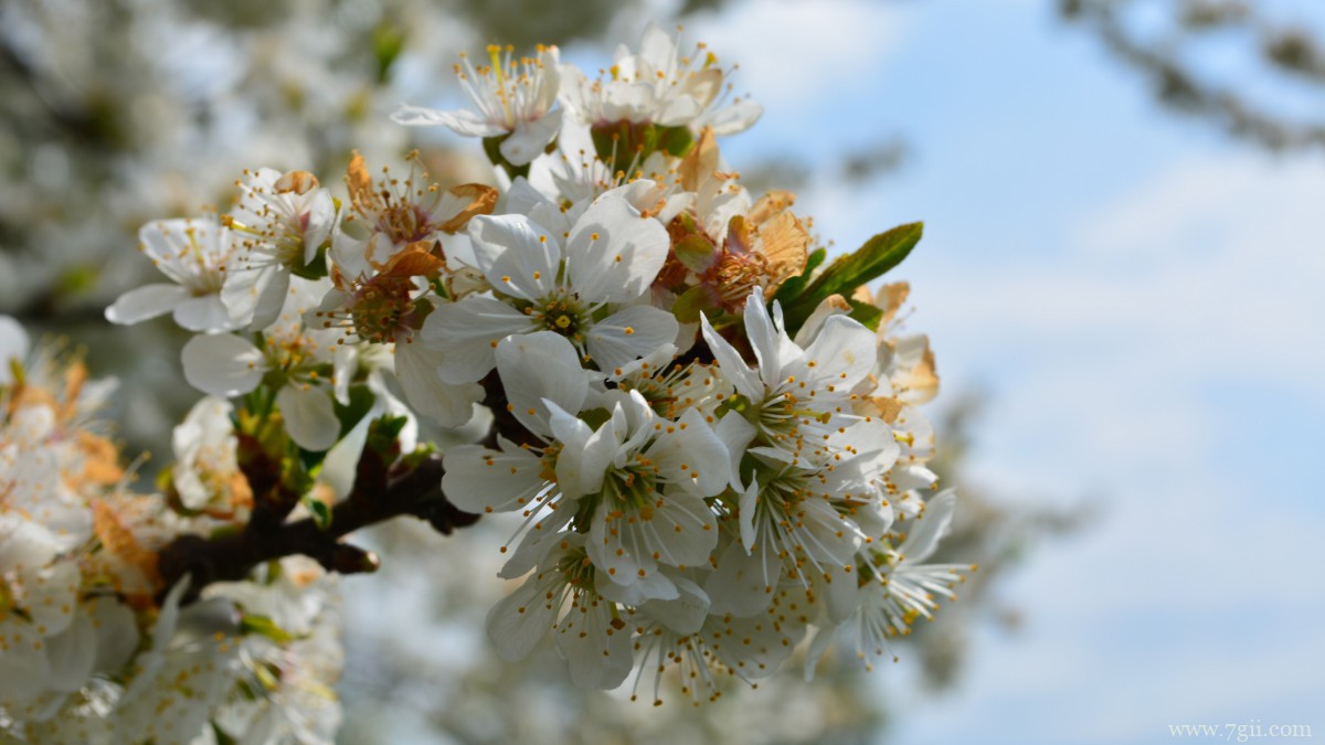 高清白色樱花图片
