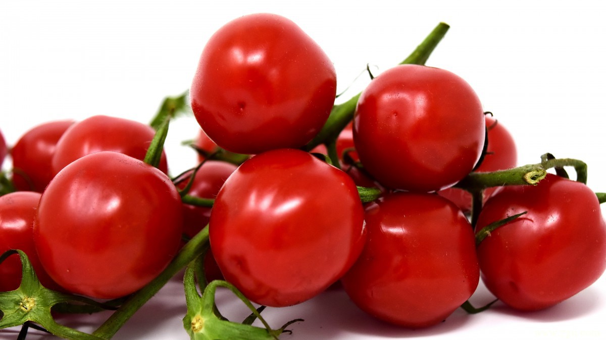 番茄图片大全大图