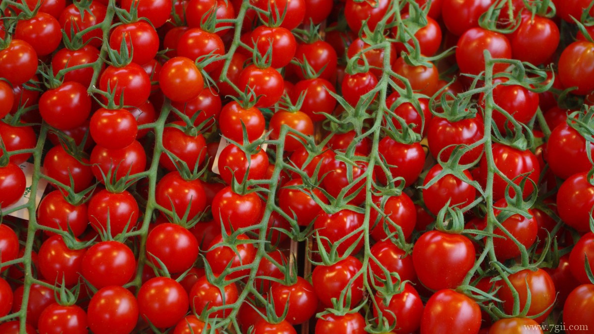 番茄图片大全大图