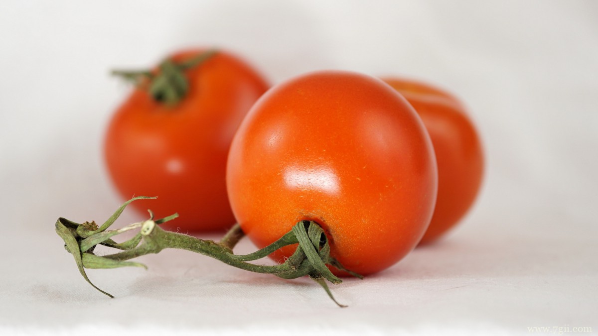 番茄图片大全大图