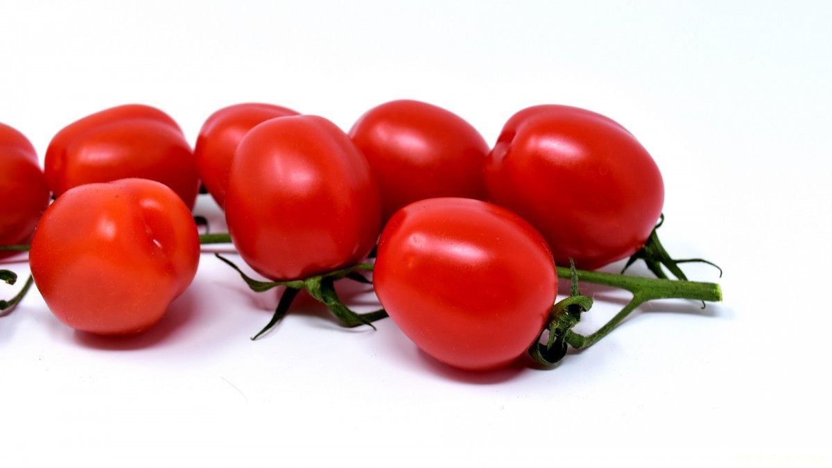番茄图片大全大图