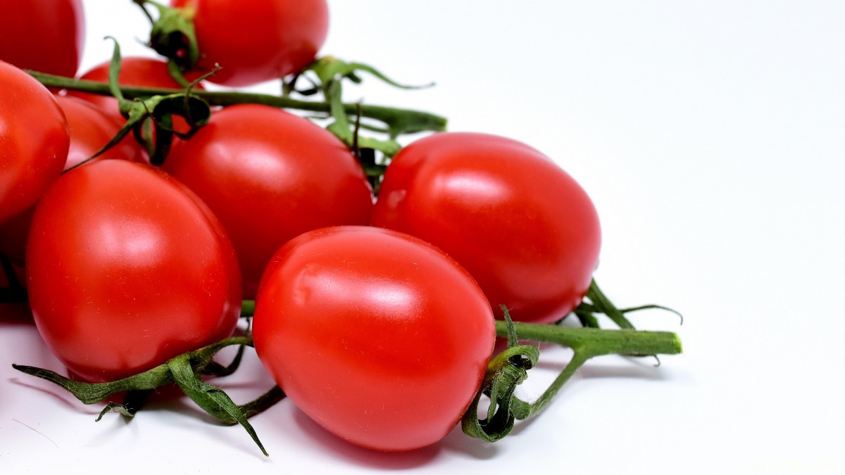 番茄图片大全大图