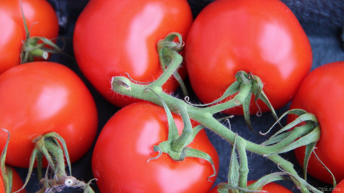 番茄图片大全大图