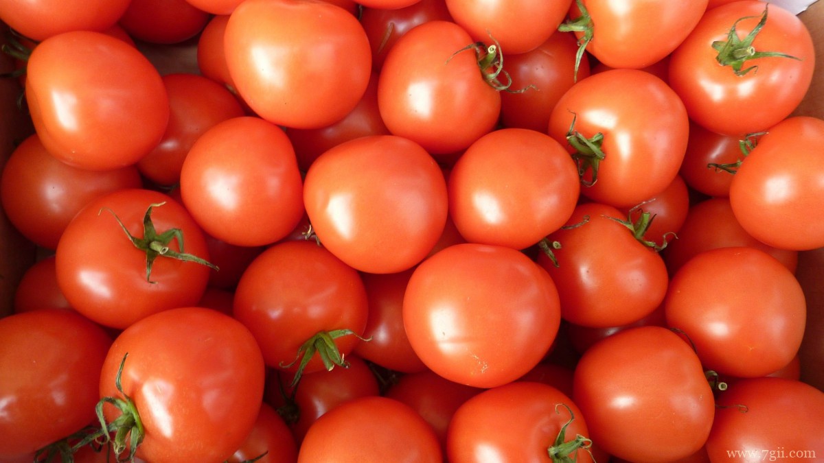 番茄图片大全大图