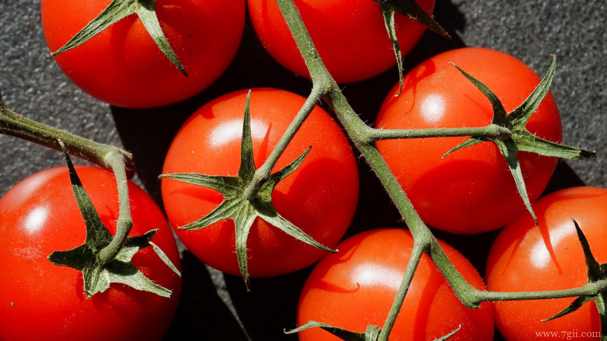 番茄图片大全大图