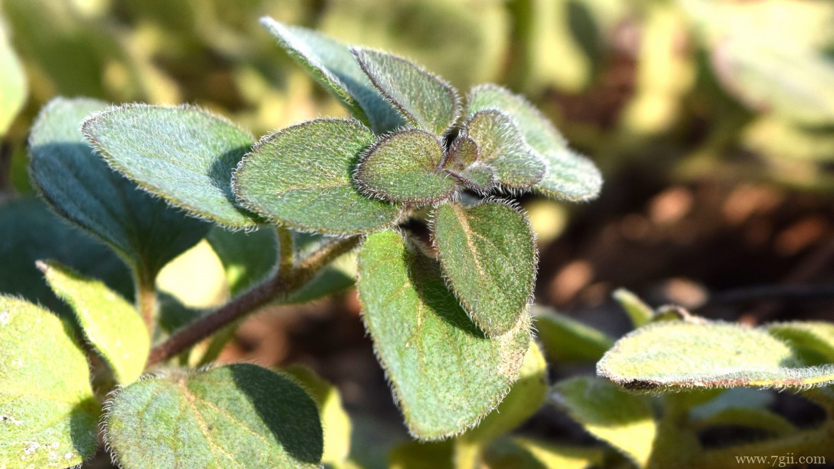 绿色植物图片大全大图