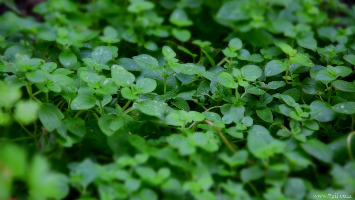 绿色植物图片大全大图