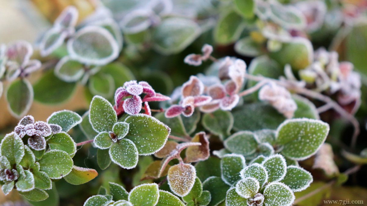 绿色植物图片大全大图