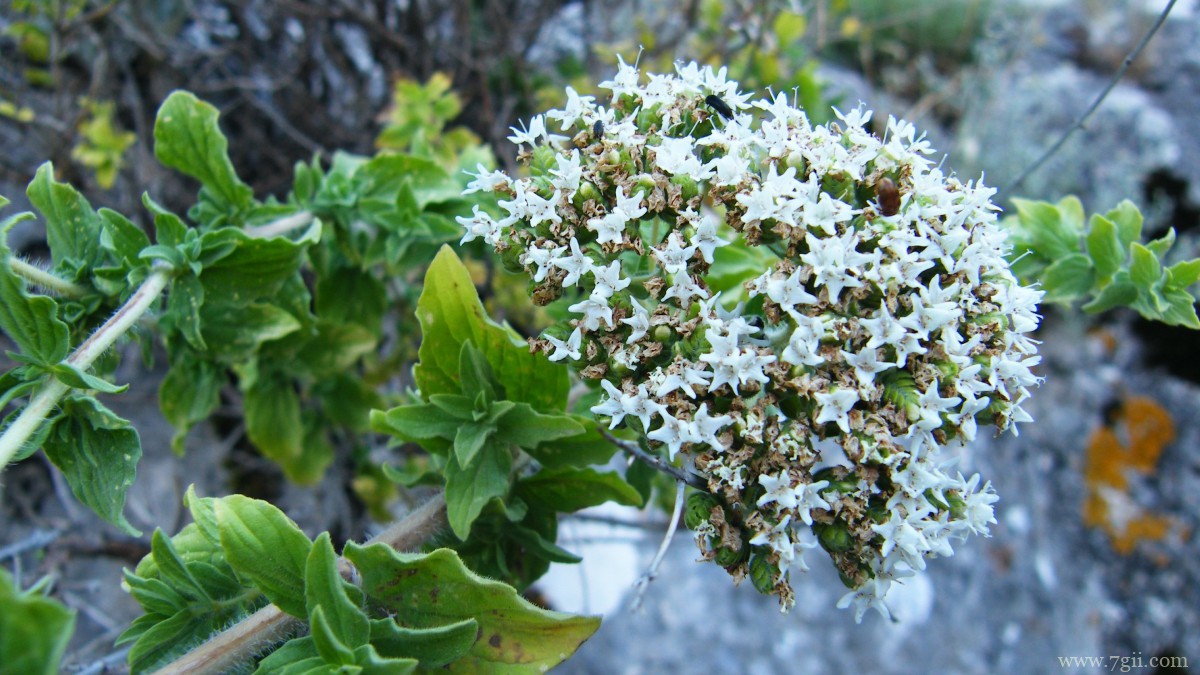 绿色植物图片大全大图
