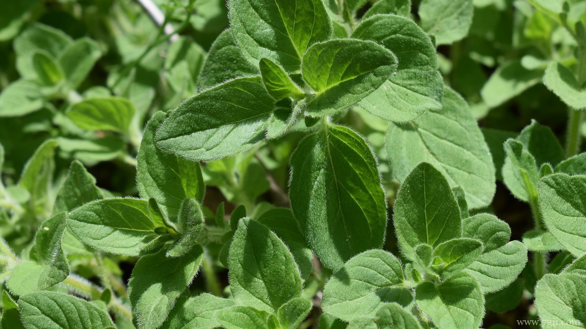 绿色植物图片大全大图