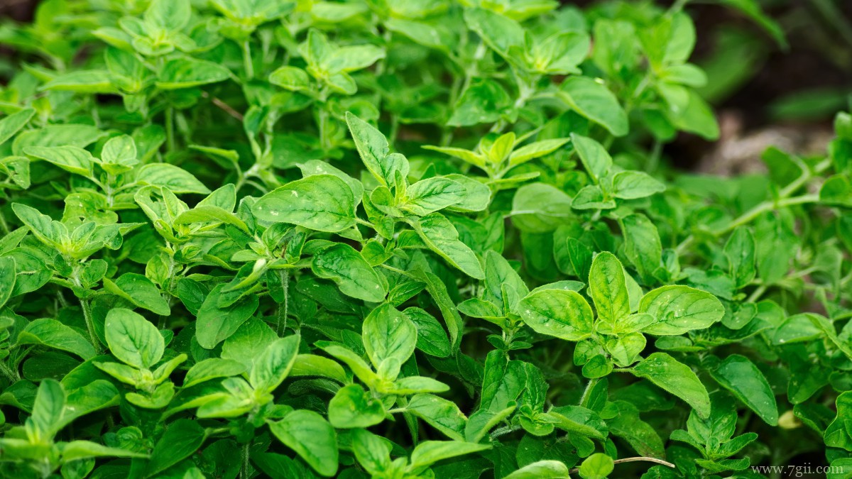 绿色植物图片大全大图