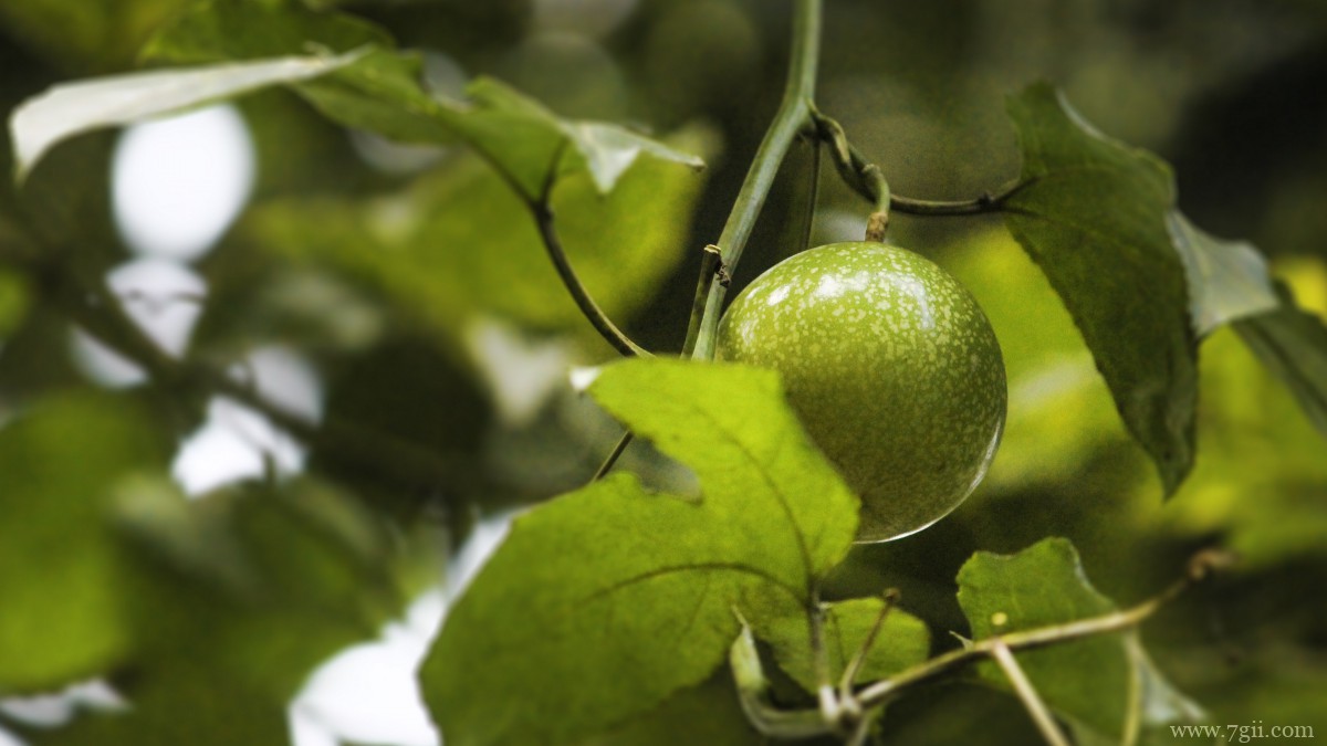 未成熟的青色百香果图片