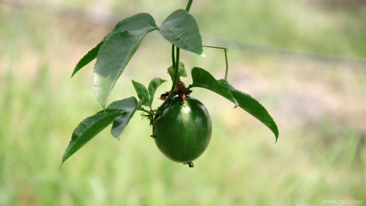 未成熟的青色百香果图片