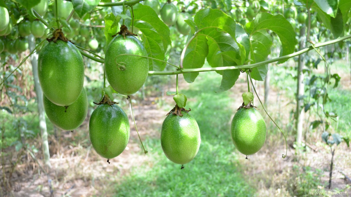 未成熟的青色百香果图片