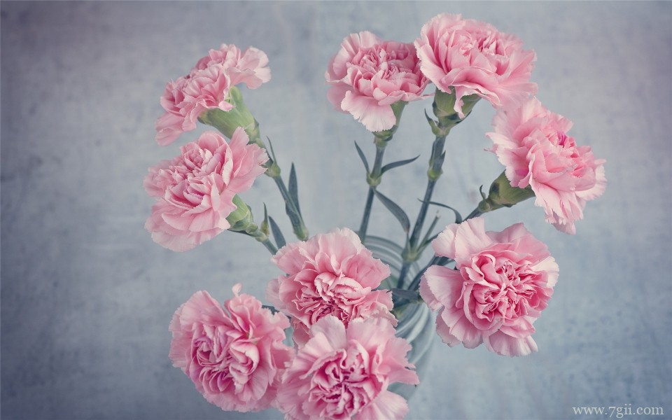 母亲节娇艳康乃馨摄影写真