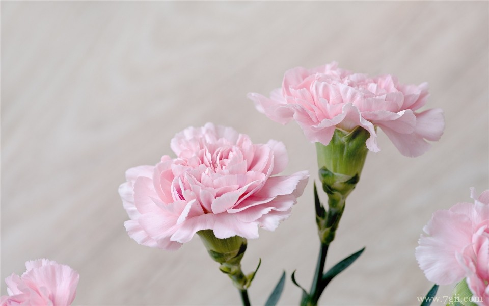 母亲节娇艳康乃馨摄影写真