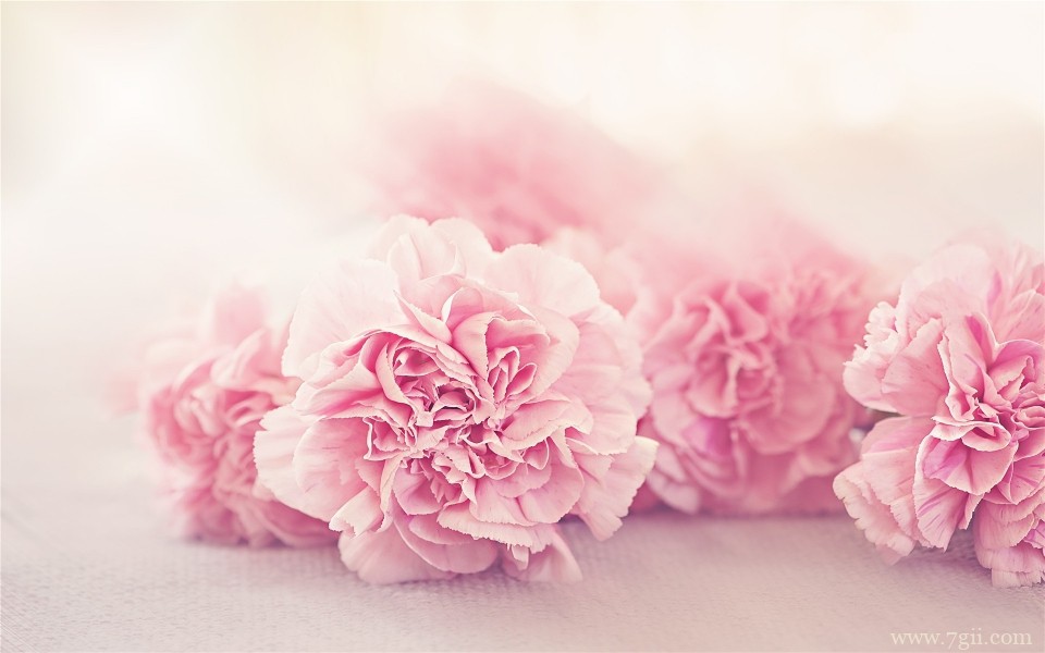 母亲节娇艳康乃馨摄影写真