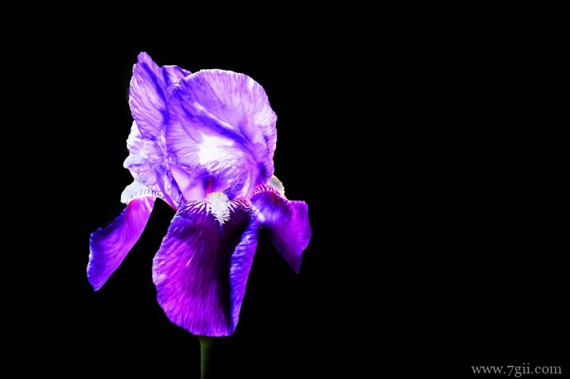 蓝紫色娇俏的鸢尾摄影写真