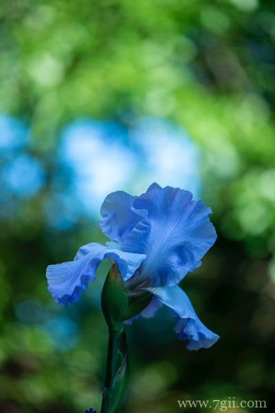 蓝紫色娇俏的鸢尾摄影写真
