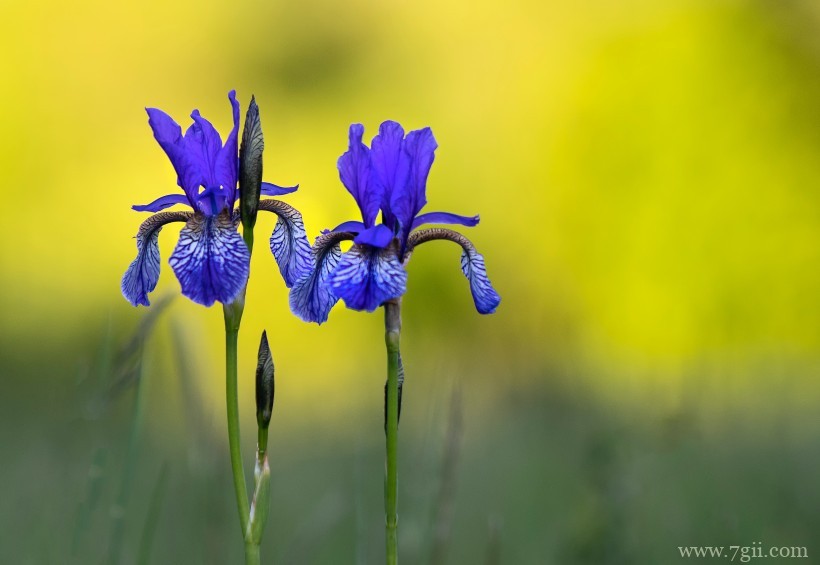 蓝紫色娇俏的鸢尾摄影写真
