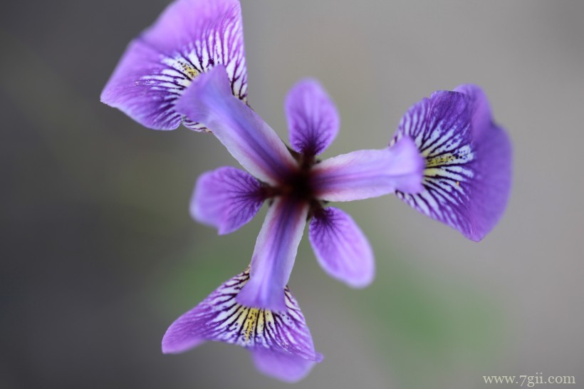 蓝紫色娇俏的鸢尾摄影写真