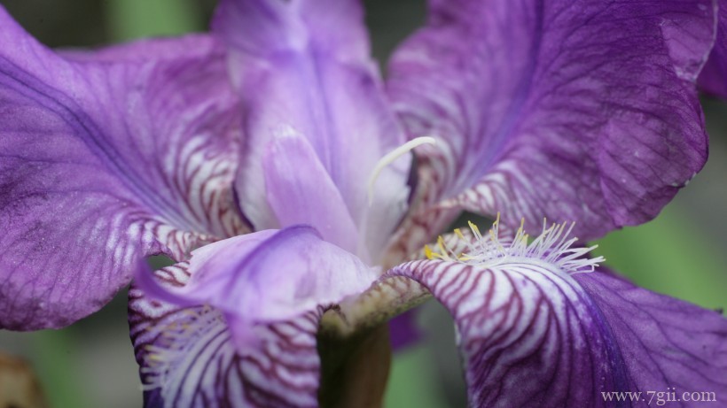 蓝紫色娇俏的鸢尾摄影写真