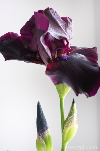 蓝紫色娇俏的鸢尾摄影写真