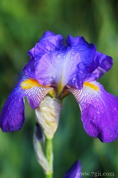 蓝紫色娇俏的鸢尾摄影写真