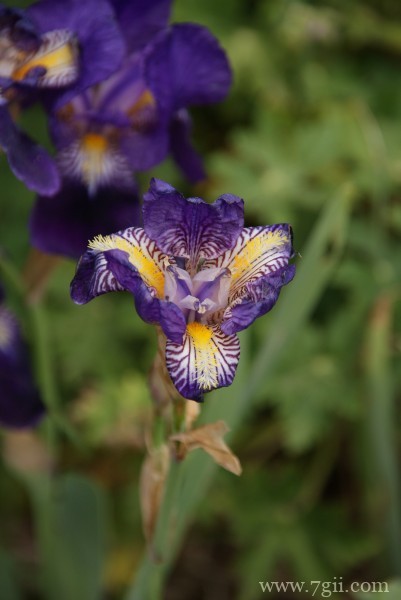 蓝紫色娇俏的鸢尾摄影写真