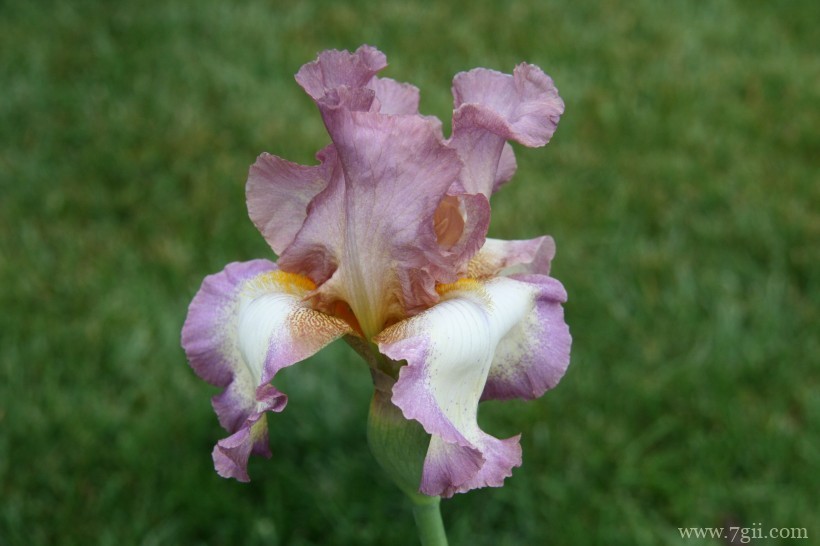 蓝紫色娇俏的鸢尾摄影写真